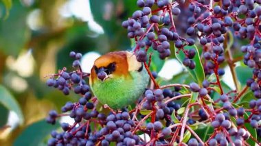 Serene Bird Ağaç dalına tünedi 4K Nature Stock Görüntüsü