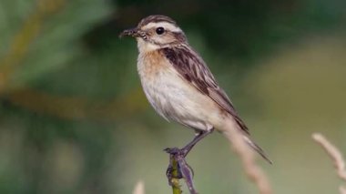 Serene Bird Ağaç dalına tünedi 4K Nature Stock Görüntüsü