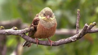 Serene Bird Ağaç dalına tünedi 4K Nature Stock Görüntüsü