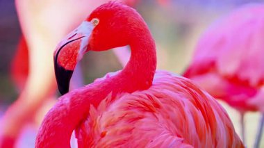 Pembe Flamingo Sürüsü Gölde Dalgalanıyor 4K Nature Stock Video