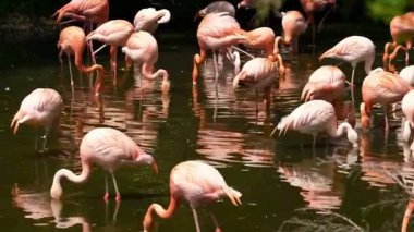 Zarif Flamingo Sığ Su 'da duruyor 4K Vahşi Yaşam Görüntüsü