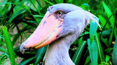 Büyük Gaga 4K Nature Video ile Ayakkabı Gagalı Kuşun Kapanışı