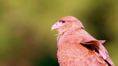  Chimango Caracara Patagonya Vahşi Hayatı 'ndaki ağaç dalına tünedi.