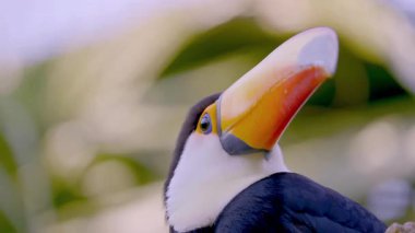  Toco Toucan Yağmur Ormanı 4K Vahşi Yaşam Görüntülerinde Ağaç dalına tünedi
