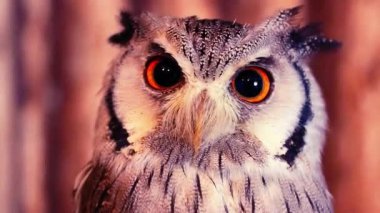 Ağaç kütüğü 4K Doğa Klipsinden Baykuş Gözlem Alanı