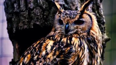 Ağaç kütüğü 4K Doğa Klipsinden Baykuş Gözlem Alanı