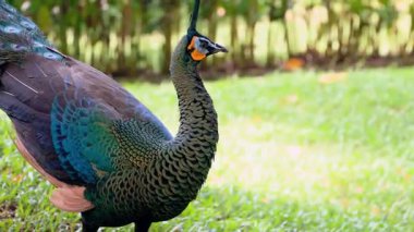 Erkek Tavuskuşu 4K Vahşi Yaşam Video Bahçesinde Canlı Plumage Gösteriyor
