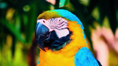  Renkli Papağan Tropikal Şube 4K Vahşi Yaşam Görüntülerine tünedi