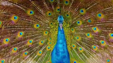 Erkek Tavuskuşu 4K Vahşi Yaşam Video Bahçesinde Canlı Plumage Gösteriyor