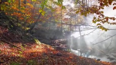 Huzurlu Doğa Sahnesi Sonbahar Yaprakları ve Ağaçları