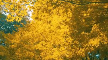 Huzurlu Doğa Sahnesi Sonbahar Yaprakları ve Ağaçları