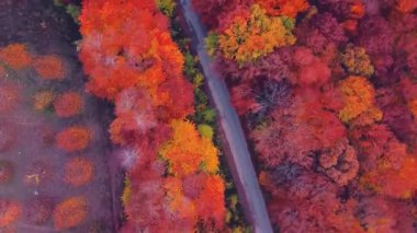  Sürüklenen Yapraklarla Sonbahar Ormanı Yolu