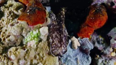 Sualtı Bitkileri Okyanus Akıntılarıyla Sallanıyor 4K Huzurlu Doğa Videosu