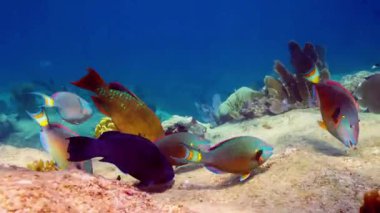 Tropikal Balık 4K Doğa Görüntüsü ile canlı mercan resifinin sualtı görüntüsü