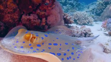 Tropikal Balık 4K Doğa Görüntüsü ile canlı mercan resifinin sualtı görüntüsü