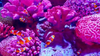 Renkli Balık 4K Doğa Görüntülü Mercan Resifi sualtı Görünümü