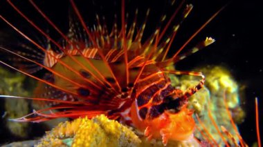 Renkli Balık 4K Doğa Görüntülü Mercan Resifi sualtı Görünümü