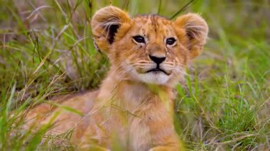 Oyuncu Aslan Yavrusu Safari Temaları İçin Mükemmel