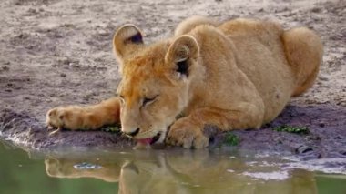 Afrika Savanasındaki Su Kuyusu 'ndan İçen Aslan Kadın 4K Vahşi Yaşam Görüntüsü