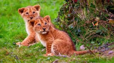 Oyuncu Aslan Yavrusu Safari Temaları İçin Mükemmel