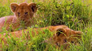 Afrika 'daki Doğal Yaşam Alanında Dişi Aslan ve Yavru. 4K Vahşi Yaşam Görüntüleri