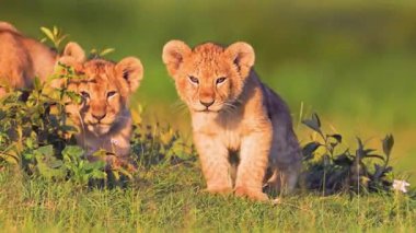 Afrika 'daki Doğal Yaşam Alanında Dişi Aslan ve Yavru. 4K Vahşi Yaşam Görüntüleri