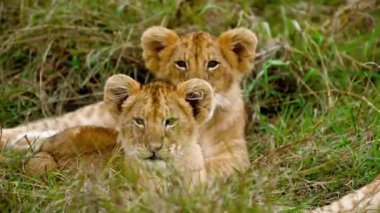 Afrika 'daki Doğal Yaşam Alanında Dişi Aslan ve Yavru. 4K Vahşi Yaşam Görüntüleri