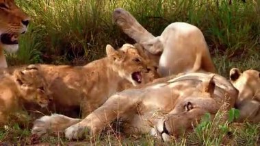 Afrika 'daki Doğal Yaşam Alanında Dişi Aslan ve Yavru. 4K Vahşi Yaşam Görüntüleri