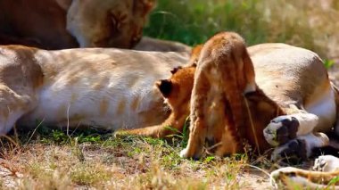Afrika 'daki Doğal Yaşam Alanında Dişi Aslan ve Yavru. 4K Vahşi Yaşam Görüntüleri