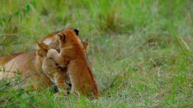 Afrika 'daki Doğal Yaşam Alanında Dişi Aslan ve Yavru. 4K Vahşi Yaşam Görüntüleri