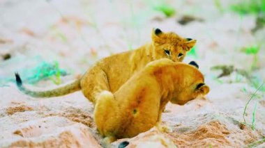 Afrika 'daki Doğal Yaşam Alanında Dişi Aslan ve Yavru. 4K Vahşi Yaşam Görüntüleri