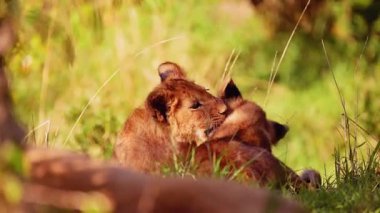 Afrika 'daki Doğal Yaşam Alanında Dişi Aslan ve Yavru. 4K Vahşi Yaşam Görüntüleri