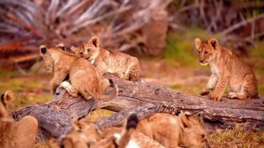 Afrika 'daki Doğal Yaşam Alanında Dişi Aslan ve Yavru. 4K Vahşi Yaşam Görüntüleri