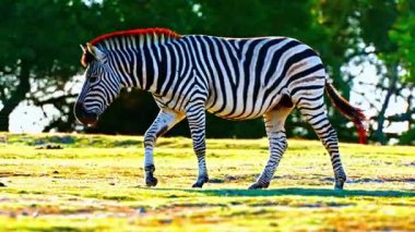 Zebra Sürüsü Afrika Savanasında otluyor 4K Vahşi Yaşam Görüntüleri