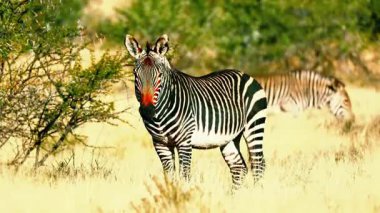 Zebra Sürüsü Afrika Savanasında otluyor 4K Vahşi Yaşam Görüntüleri