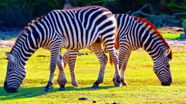 Zebra Sürüsü Afrika Savanasında otluyor 4K Vahşi Yaşam Görüntüleri