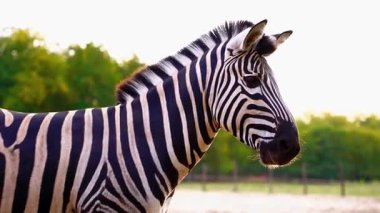Zebra Sürüsü Afrika Savanasında otluyor 4K Vahşi Yaşam Görüntüleri