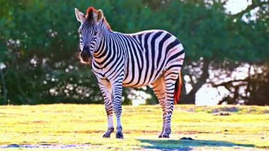 Zebra Sürüsü Afrika Savanasında otluyor 4K Vahşi Yaşam Görüntüleri
