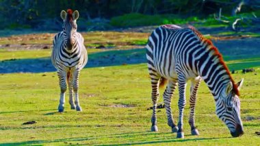 Zebra Sürüsü Afrika Savanasında otluyor 4K Vahşi Yaşam Görüntüleri