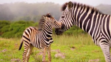 Zebra Sürüsü Afrika Savanasında otluyor 4K Vahşi Yaşam Görüntüleri