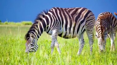Zebra Sürüsü Afrika Savanasında otluyor 4K Vahşi Yaşam Görüntüleri