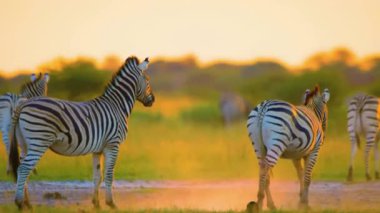 Zebra Sürüsü Afrika Savanasında otluyor 4K Vahşi Yaşam Görüntüleri