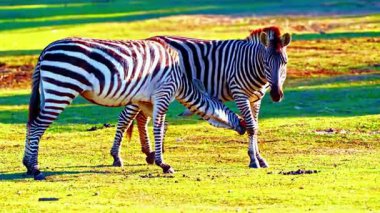Zebra Sürüsü Afrika Savanasında otluyor 4K Vahşi Yaşam Görüntüleri