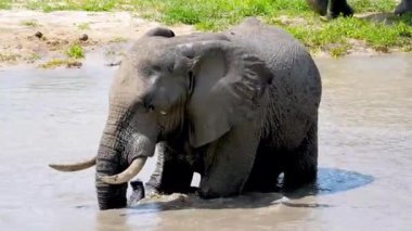 Sahne Nehrinin yanında duran filler Tropikal Vahşi Yaşam Klipsi