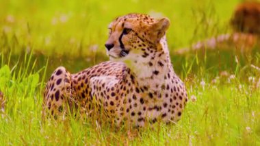 Majestic Leopard Sezon 4 Bölüm 4 Vahşi Yaşam Klibine Yakalandı