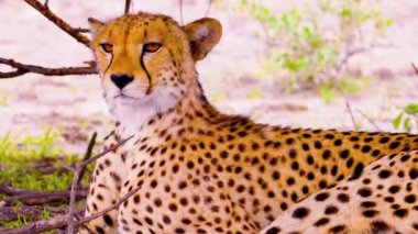 Majestic Leopard Sezon 4 Bölüm 4 Vahşi Yaşam Klibine Yakalandı