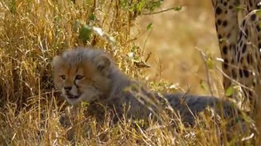 Çita Yavrusu Grassy Doğal Yaşam Alanında Rahatlıyor