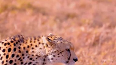 Çita Açık Çayırda Alarm. 4K Vahşi Yaşam Görüntüsü