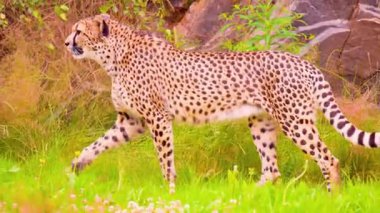 Çita Açık Çayırda Alarm. 4K Vahşi Yaşam Görüntüsü