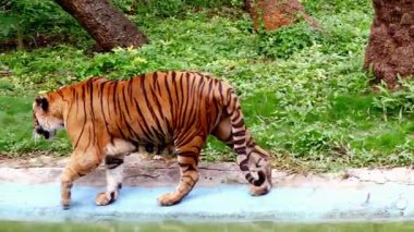 Sibirya Kaplanı Karlı Arazi 'de Hücum Ediyor 4K Stok Klipsi